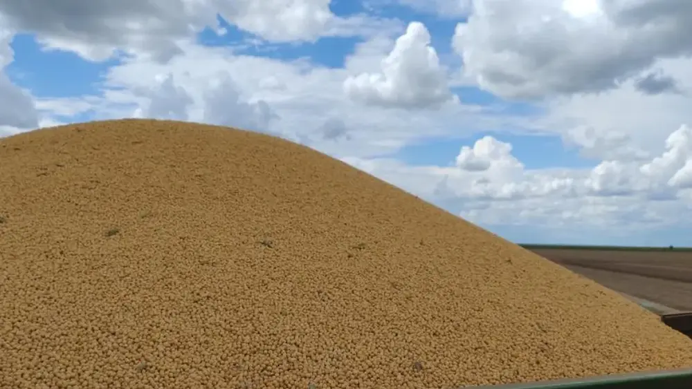 Brazil Corn Harvest Reaches 75% of 1.6M Hectares in MS