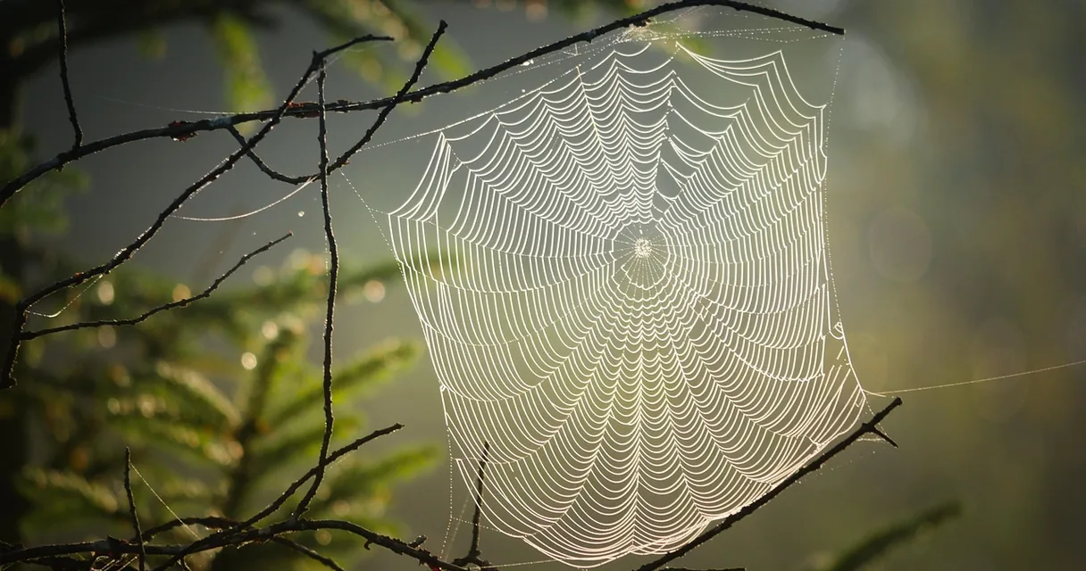 Teia de aranha com gotas de orvalho entre galhos, ilustrando sonhar com aranhas