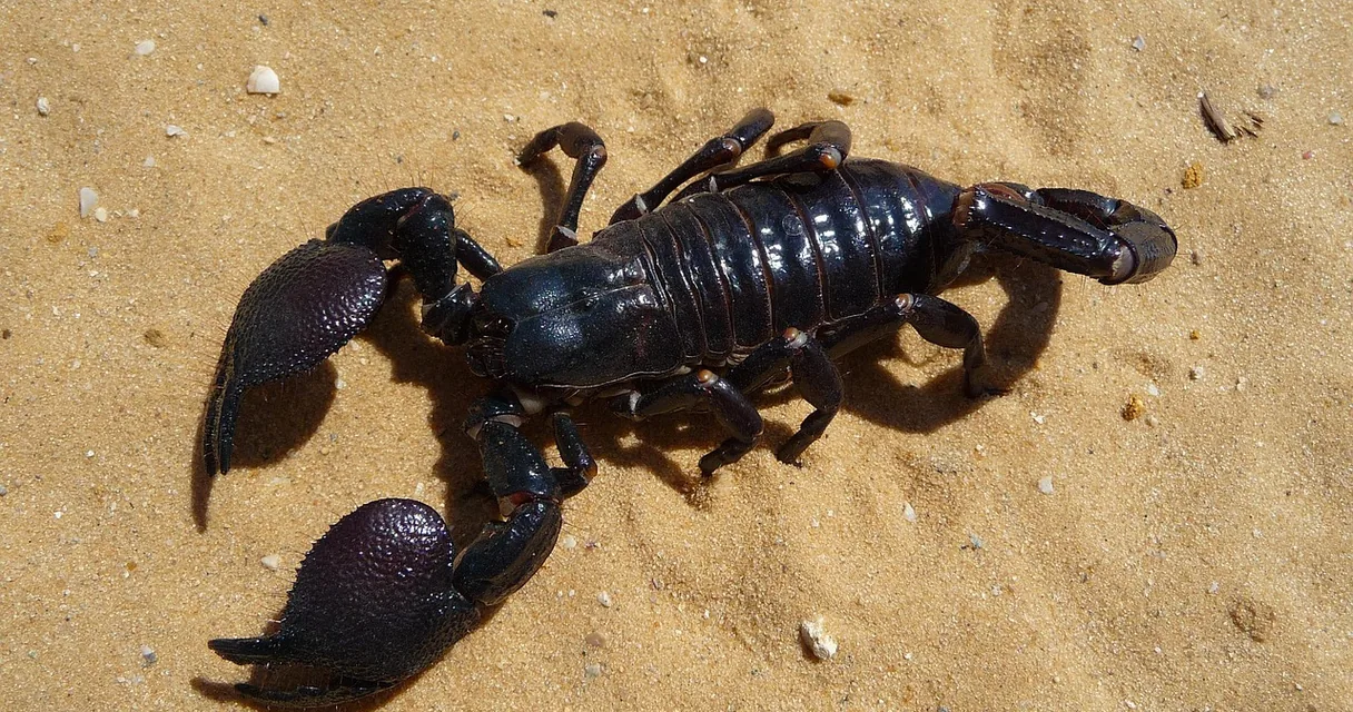 Escorpião preto sobre a areia, ilustrando sonhar com escorpião preto