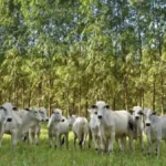 Brazil leads ILPF system, holds nearly 1 in 5 hectares