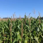 Brazil Rain Delays Corn Harvest, Crop Edges Up Just 0.2%