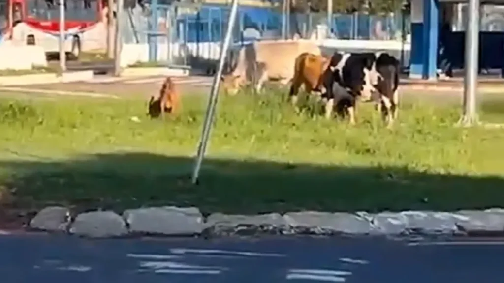 Brazil Cattle and Goat Spotted at Bus Terminal Roundabout