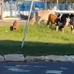 Brazil Cattle and Goat Spotted at Bus Terminal Roundabout