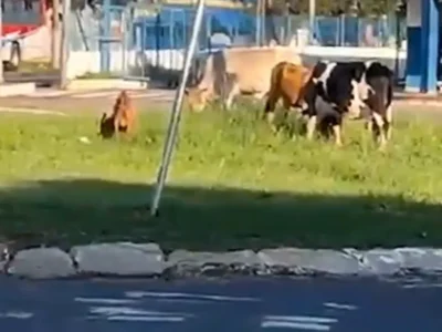 Brazil Cattle and Goat Spotted at Bus Terminal Roundabout