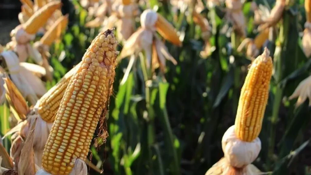 Brazil Harvests 823K Hectares of Corn, Trails Last Year’s Crop