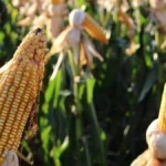 Brazil Harvests 823K Hectares of Corn, Trails Last Year’s Crop