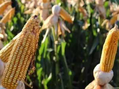 Brazil Harvests 823K Hectares of Corn, Trails Last Year’s Crop