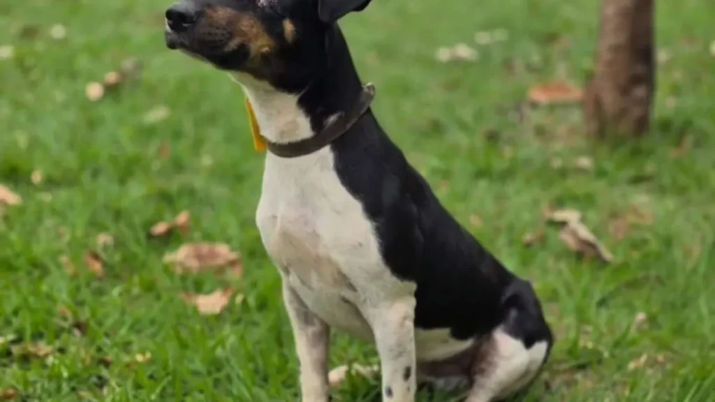Brazil Dog Missing an Eye Awaits New Home at Animal Shelter