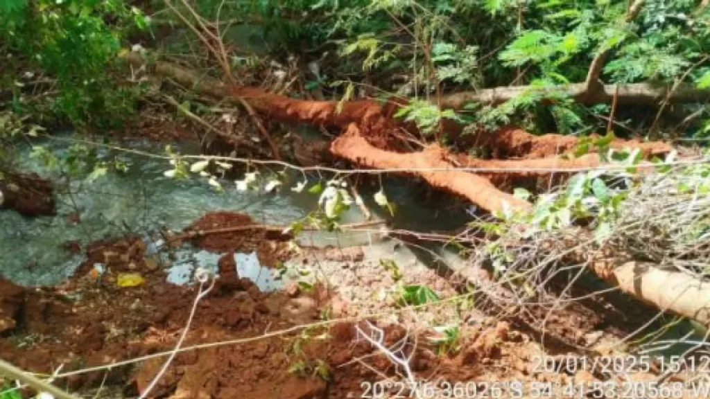 Brazil probes stench, fish kill in polluted Imbirussu stream