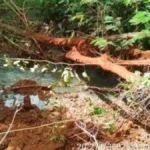 Brazil probes stench, fish kill in polluted Imbirussu stream