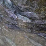 Brazil Tilapia Farming Expands From Fillets to Leather and Biomaterials