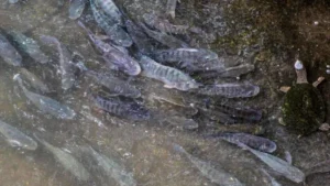 Brazil Tilapia Farming Expands From Fillets to Leather and Biomaterials
