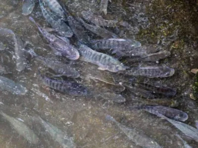 Brazil Tilapia Farming Expands From Fillets to Leather and Biomaterials